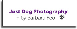 Just_dog-photography-barbara-yeo